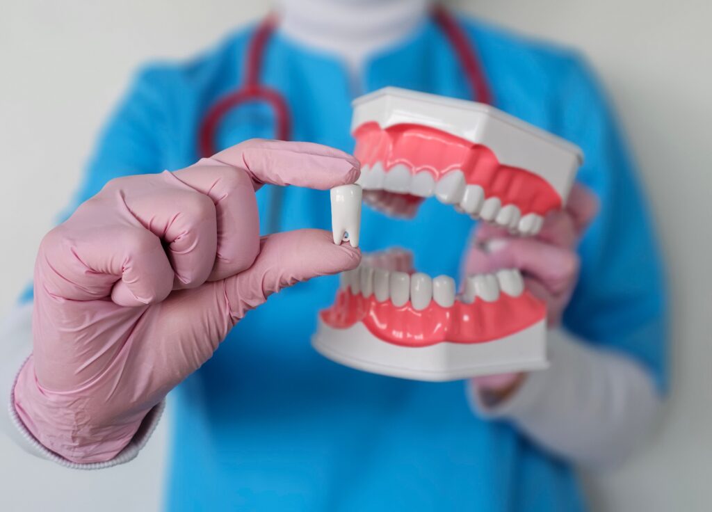 Dental professional demonstrating brushing on a model of teeth